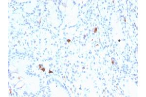 Formalin-fixed, paraffin-embedded human Stomach stained with Gastrin Mouse Monoclonal Antibody (GAST/2634).