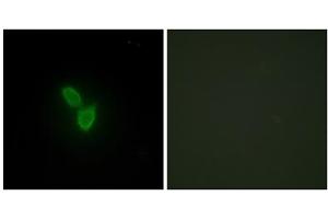 Immunofluorescence analysis of HepG2 cells, using PARD3 antibody. (PARD3 antibody  (C-Term))