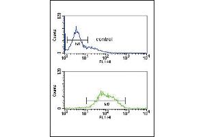 LCAT Antibody (Center) (ABIN653825 and ABIN2843093) flow cytometric analysis of K562 cells (bottom histogram) compared to a negative control cell (top histogram). (LCAT antibody  (AA 285-313))