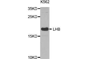 Western Blotting (WB) image for anti-Luteinizing Hormone beta Polypeptide (LHB) antibody (ABIN1873543)