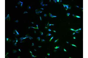 Immunofluorescence staining of MCF-7 cells with ABIN7157259 at 1:100, counter-stained with DAPI. (KBTBD7 antibody  (AA 475-684))