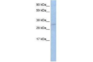 WB Suggested Anti-TRP53 Antibody Titration:  2. (p53 antibody  (C-Term))