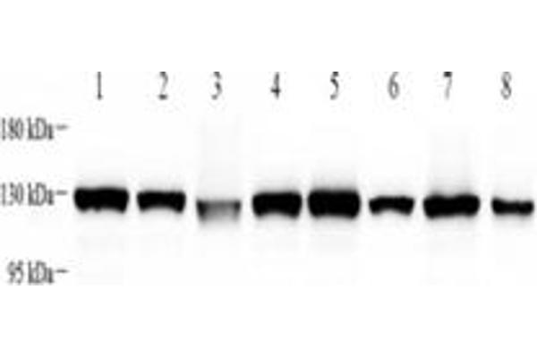 KIF5B antibody