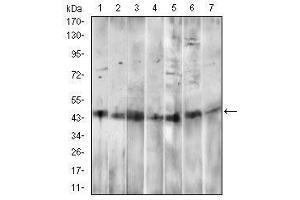 Western blot analysis using CD14 mouse mAb against HepG2 (1), A549 (2), HL60 (3), RAW264. (CD14 antibody  (AA 20-214))