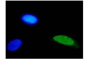 IF analysis of HPV-11 E2 protein in U2OS cells. (Human Papilloma Virus 11 E2 (HPV-11 E2) antibody)