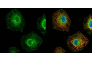 ICC/IF Image MCL1 antibody detects MCL1 protein at cytoplasm and nucleus by immunofluorescent analysis.