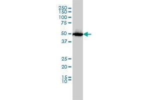 SLC45A2 antibody  (AA 1-243)