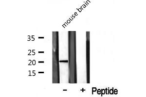 Western blot analysis on mouse brain lysate using COX42 Antibody (COX4I2 antibody  (Internal Region))