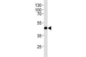 Western blot analysis of lysate from U-251 MG cell line using CXCR7 antibody at 1:1000 for each lane. (CXCR7 antibody  (AA 330-358))