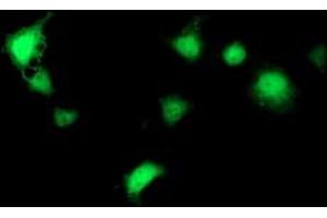 Anti-SEC14L2 mouse monoclonal antibody (ABIN2455048) immunofluorescent staining of COS7 cells transiently transfected by pCMV6-ENTRY SEC14L2 (RC215994). (SEC14L2 antibody)