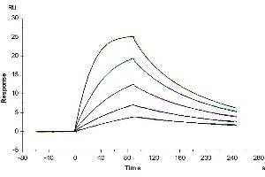 Human IL-2 R beta, hFc Tag captured on CM5 Chip via Protein A can bind Human IL-15, No Tag with an affinity constant of 2. (IL2 Receptor beta Protein (AA 27-239) (Fc Tag))