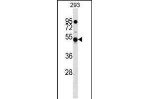 Western blot analysis in 293 cell line lysates (35ug/lane). (KLHDC4 antibody  (AA 237-265))