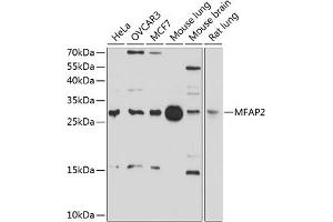 Western blot analysis of extracts of various cell lines, using MF antibody (ABIN6129581, ABIN6143784, ABIN6143785 and ABIN6214399) at 1:1000 dilution. (MFAP2 antibody  (AA 18-183))