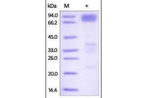 Human DR6, Fc Tag on SDS-PAGE under reducing (R) condition.