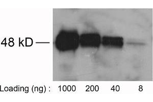 Loading: Avi-tag fusion protein expressed in E. (Avi-Tag antibody)