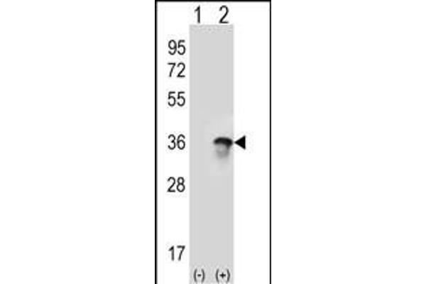 U2AF1 antibody  (AA 99-125)