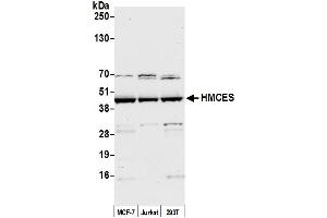 Western Blotting (WB) image for anti-Chromosome 3 Open Reading Frame 37 (C3ORF37) (AA 304-354) antibody (ABIN7452688)