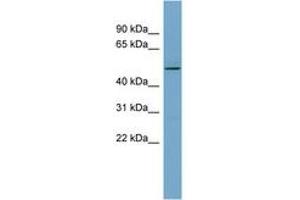 Image no. 1 for anti-T-Complex 11, Testis-Specific (TCP11) (AA 359-408) antibody (ABIN6741832) (TCP11 antibody  (AA 359-408))