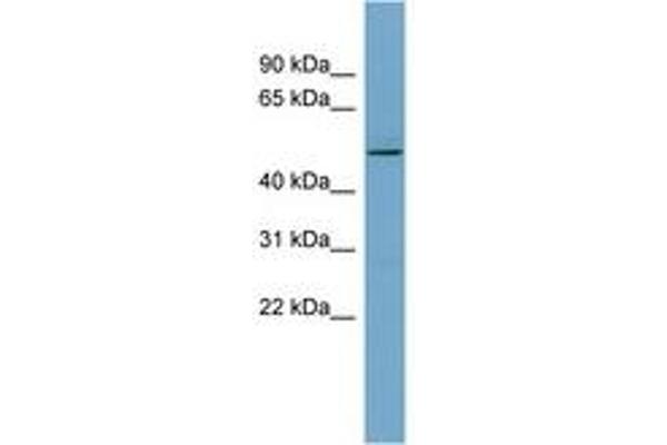 TCP11 antibody  (AA 359-408)