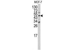 Image no. 1 for anti-Dom-3 Homolog Z (DOM3Z) (N-Term) antibody (ABIN452921) (DOM3Z antibody  (N-Term))