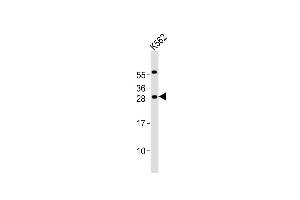 Anti-PCGF1 Antibody (Center)at 1:2000 dilution + K562 whole cell lysates Lysates/proteins at 20 μg per lane. (PCGF1 antibody  (AA 132-167))