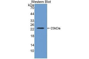 Western Blotting (WB) image for anti-Thrombospondin 1 (THBS1) (AA 24-221) antibody (ABIN1078565) (Thrombospondin 1 antibody  (AA 24-221))