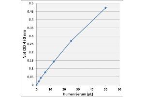 BCCA Detection in Human Serum using the Branched Amino Acid Assay Kit. (Branched Chain Amino Acid Assay Kit)