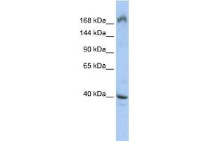 WB Suggested Anti-EIF4G1 Antibody Titration:  0. (EIF4G1 antibody  (Middle Region))