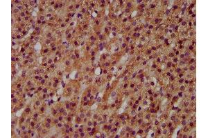 IHC image of ABIN7145412 diluted at 1:600 and staining in paraffin-embedded human adrenal gland tissue performed on a Leica BondTM system. (MGAT3 antibody  (AA 435-533))