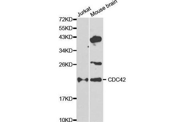 CDC42 antibody  (AA 25-191)