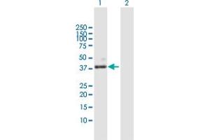 PLA2G15 antibody  (AA 1-412)