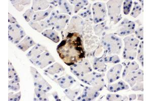 Anti- GLP1 Picoband antibody, IHC(P) IHC(P): Mouse Pancreas Tissue (Glucagon antibody  (N-Term))