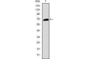 Western blot analysis using KIT mAb against human KIT (AA: 805-976) recombinant protein. (KIT antibody)