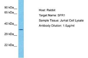 Host: Rabbit Target Name: SFR1 Sample Type: Jurkat Whole Cell lysates Antibody Dilution: 1. (SFR1 antibody  (N-Term))