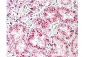 Anti-RNASET2 antibody IHC staining of human kidney. (RNASET2 antibody  (C-Term))