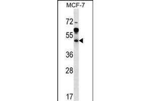 ARFIP1 Antibody (Center) (ABIN656916 and ABIN2846111) western blot analysis in MCF-7 cell line lysates (35 μg/lane). (ARFIP1 antibody  (AA 147-176))