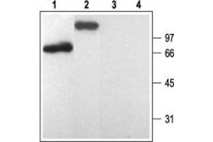 Western blot analysis of rat brain membranes (lanes 1 and 3) and human platelets lysate (lanes 2 and 4): - 1,2. (P2RY1 antibody  (3rd Intracellular Loop))