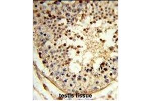 Formalin-fixed and paraffin-embedded human testis tissue reacted with ARGLU1 Antibody (N-term), which was peroxidase-conjugated to the secondary antibody, followed by DAB staining. (ARGLU1 antibody  (N-Term))