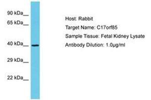 Image no. 1 for anti-Chromosome 17 Open Reading Frame 85 (C17ORF85) (AA 515-564) antibody (ABIN6750631) (C17ORF85 antibody  (AA 515-564))