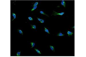 IF analysis of USP15 using anti-USP15 antibody (ABIN7602141). (USP15 antibody  (AA 6-583))