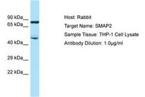 SMAP2 Antikörper  (AA 227-276)