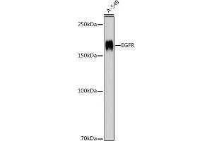 Western blot analysis of extracts of A-549 cells, using EGFR antibody (ABIN7266982) at 1:1000 dilution. (EGFR antibody  (AA 1021-1210))
