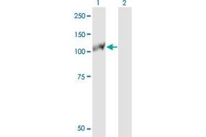 Western Blot analysis of EPHB3 expression in transfected 293T cell line by EPHB3 monoclonal antibody (M10), clone 3F12. (EPH Receptor B3 antibody  (AA 899-997))