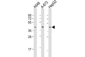 All lanes : Anti-CSNK2A3 Antibody (C-Term) at 1:1000 dilution Lane 1: A549 whole cell lysate Lane 2: A-673 whole cell lysate Lane 3: HepG2 whole cell lysate Lysates/proteins at 20 μg per lane. (CSNK2A3 antibody  (AA 296-330))