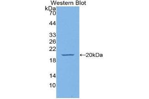Western Blotting (WB) image for anti-Endothelial Cell-Specific Molecule 1 (ESM1) (AA 22-184) antibody (ABIN1175699) (ESM1 antibody  (AA 22-184))