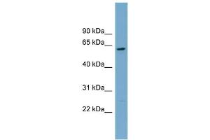 WB Suggested Anti-CNDP2  Antibody Titration: 0. (CNDP2 antibody  (Middle Region))