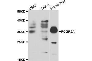 Western blot analysis of extracts of various cell lines, using FCGR2A antibody (ABIN5970646) at 1/1000 dilution. (FCGR2A antibody)