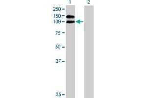 Western Blot analysis of ANPEP expression in transfected 293T cell line by ANPEP MaxPab polyclonal antibody. (CD13 antibody  (AA 1-967))