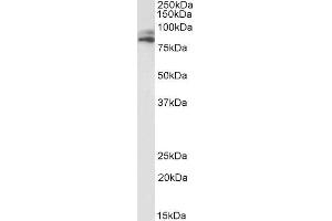 ABIN4902792 (1µg/ml) staining of HepG2 lysate (35µg protein in RIPA buffer). (VPS16 antibody)