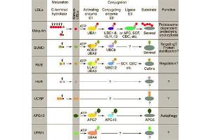 Figure. (DDB1 antibody  (AA 198-213))